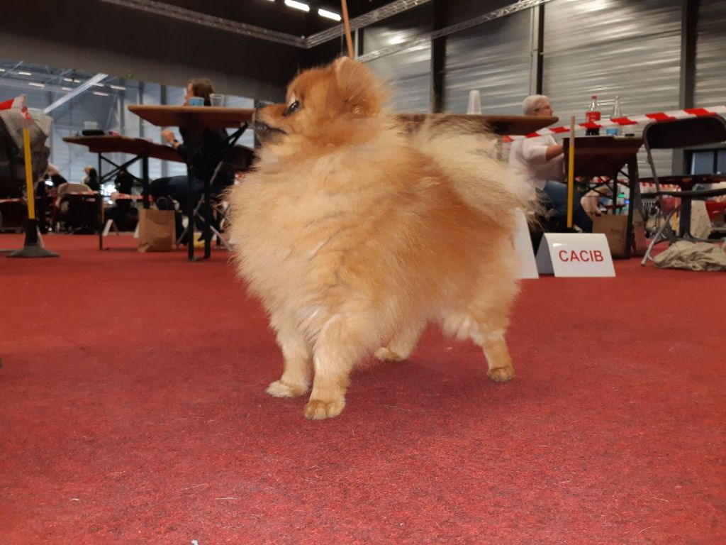 Des Etoiles De Grace - Wallonia dog show